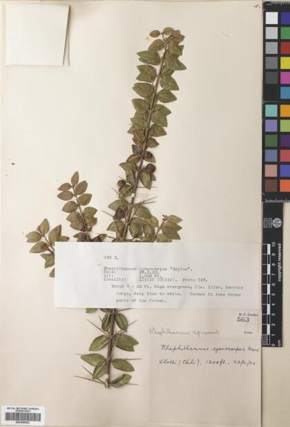 Rhaphithamnus spinosus [Espécimen: ]