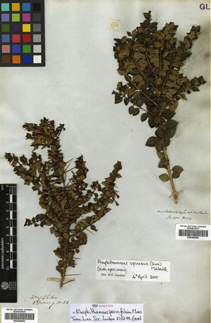 Rhaphithamnus spinosus [Espécimen: ]