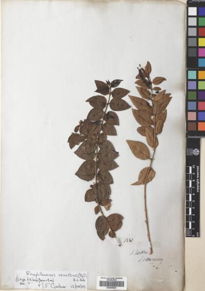 Rhaphithamnus venustus [Espécimen: ]