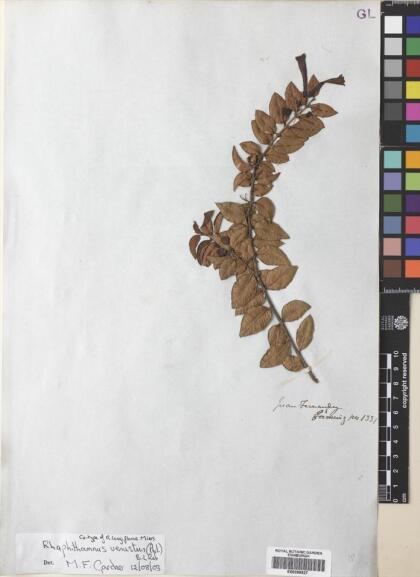 Rhaphithamnus venustus [Espécimen: ]