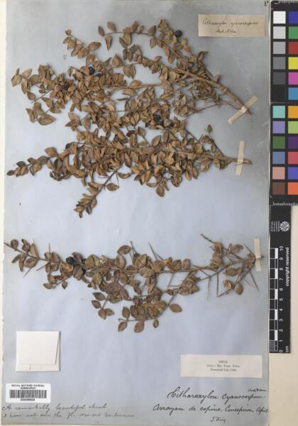Rhaphithamnus spinosus [Espécimen: ]