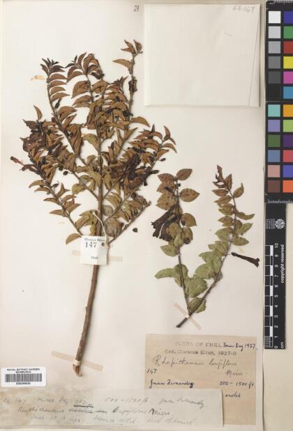 Rhaphithamnus venustus [Espécimen: ]