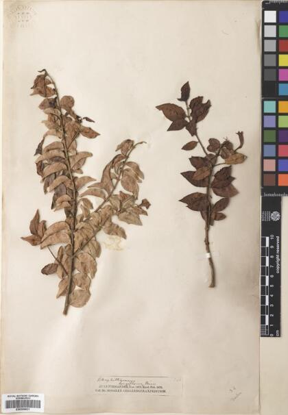 Rhaphithamnus venustus [Espécimen: ]