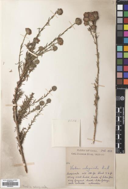 Junellia selaginoides var. selaginoides [Espécimen: ]