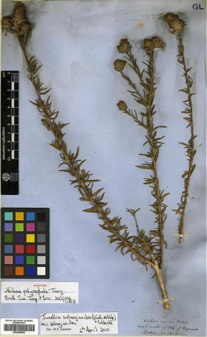 Junellia selaginoides var. selaginoides [Espécimen: ]