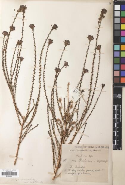 Junellia selaginoides var. illapelina [Espécimen: ]