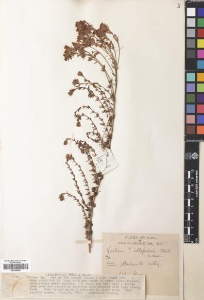 Junellia selaginoides var. illapelina [Espécimen: ]