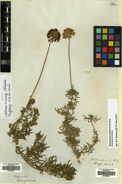 Glandularia porrigens [Espécimen: ]