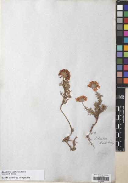 Glandularia sulphurea [Espécimen: ]