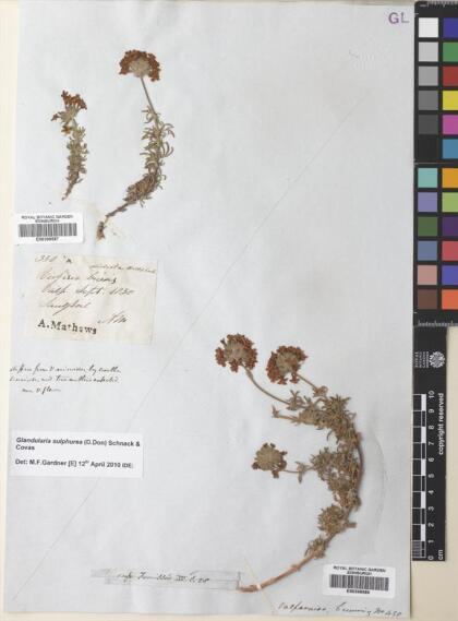 Glandularia sulphurea [Espécimen: ]