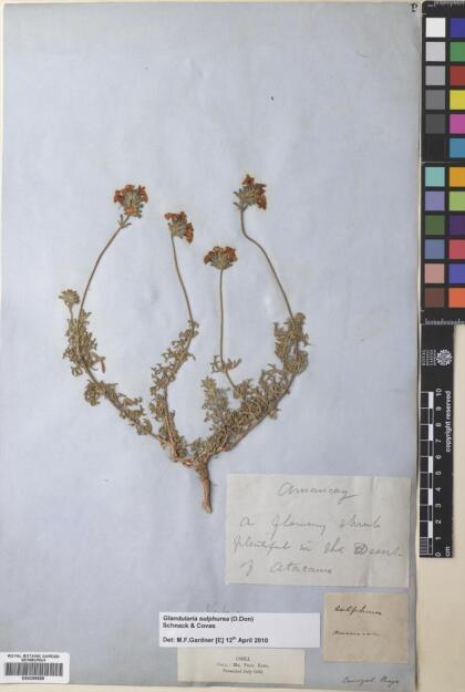 Glandularia sulphurea [Espécimen: ]