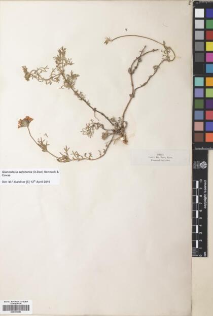 Glandularia sulphurea [Espécimen: ]