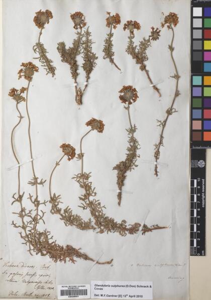 Glandularia sulphurea [Espécimen: ]