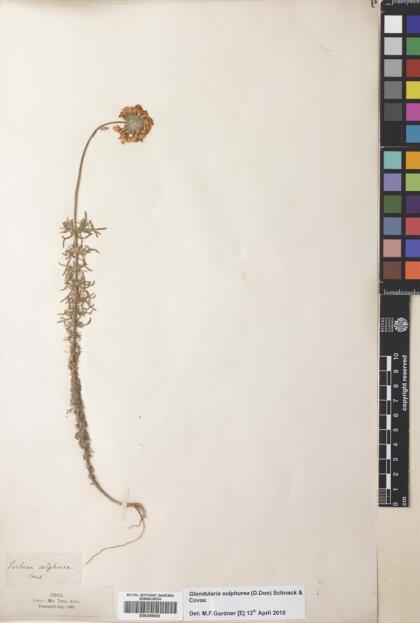 Glandularia sulphurea [Espécimen: ]