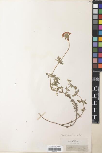 Glandularia laciniata [Espécimen: ]