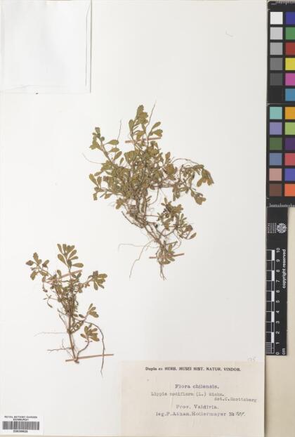 Phyla nodiflora [Espécimen: ]