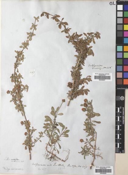 Phyla nodiflora [Espécimen: ]