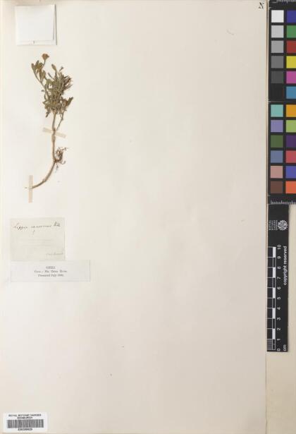 Phyla nodiflora [Espécimen: ]