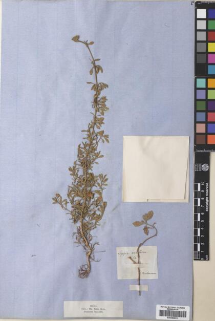 Phyla nodiflora [Espécimen: ]