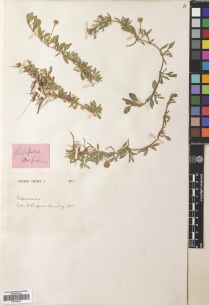 Phyla nodiflora var. reptans [Espécimen: ]