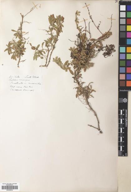 Phyla nodiflora [Espécimen: ]