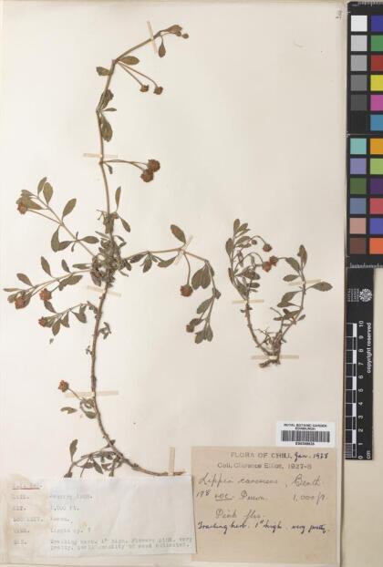 Phyla nodiflora [Espécimen: ]