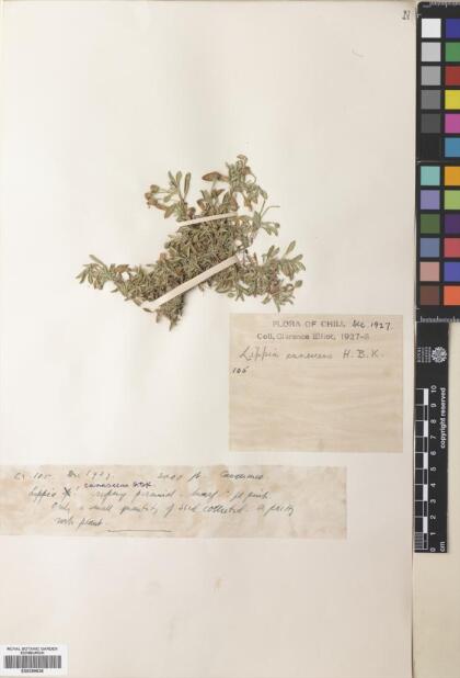 Phyla nodiflora [Espécimen: ]