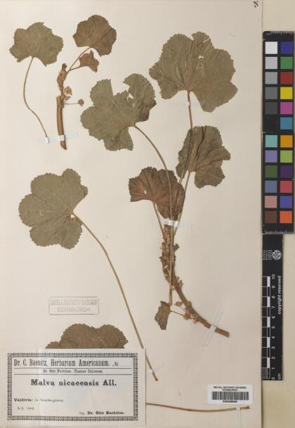 Malva nicaeensis [Espécimen: ]