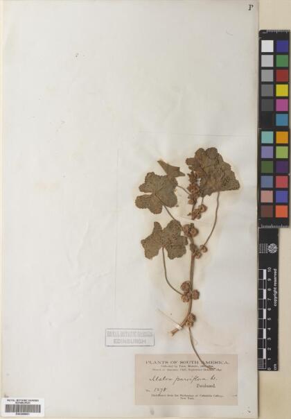 Malva parviflora [Espécimen: ]