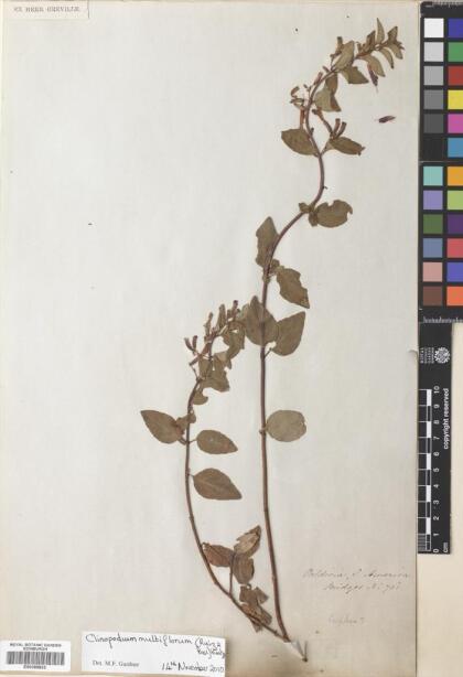 Gardoquia multiflora [Espécimen: ]