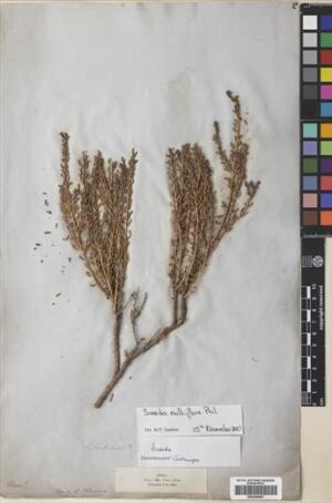 Suaeda multiflora [Espécimen: ]