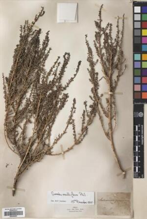 Suaeda multiflora [Espécimen: ]