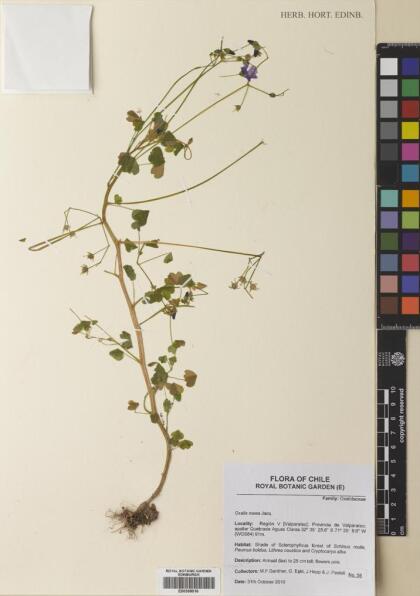Oxalis rosea [Espécimen: ]