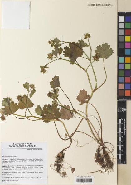 Ranunculus muricatus [Espécimen: ]