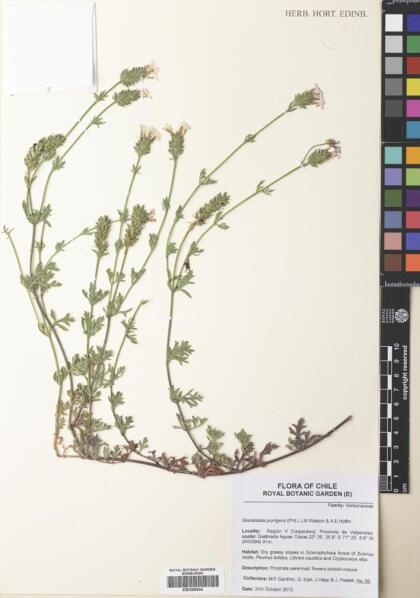 Glandularia porrigens [Espécimen: ]