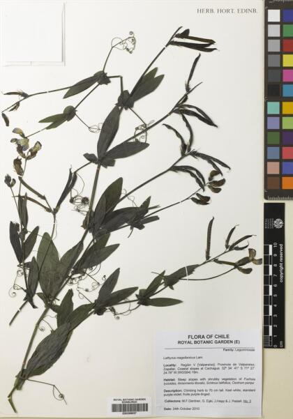 Lathyrus magellanicus [Espécimen: ]