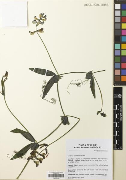 Lathyrus magellanicus [Espécimen: ]