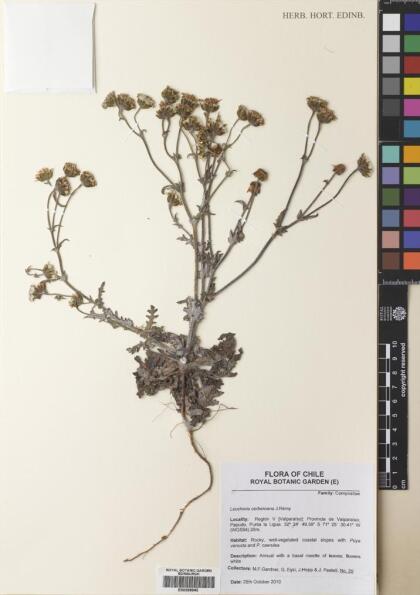 Leucheria tomentosa [Espécimen: ]