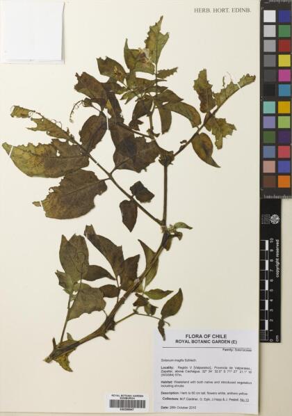 Solanum maglia [Espécimen: ]