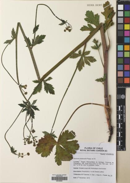 Sanicula crassicaulis [Espécimen: ]