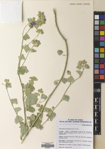 Sphaeralcea obtusiloba [Espécimen: ]