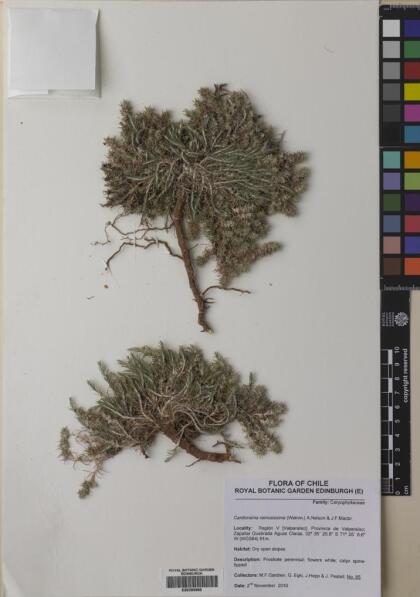 Cardionema ramosissimum [Espécimen: ]