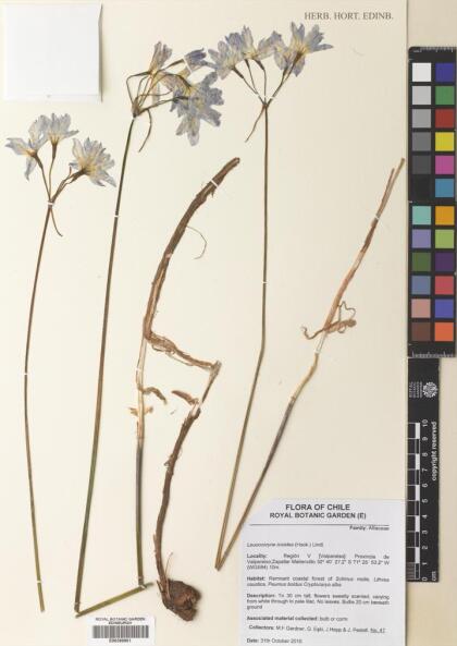 Leucocoryne ixioides [Espécimen: ]