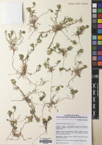 Chaetanthera linearis [Espécimen: ]