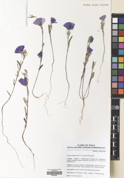 Clarkia tenella [Espécimen: ]