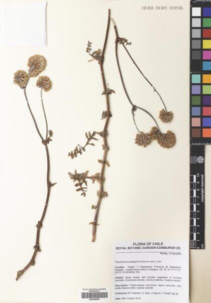 Polyachyrus poeppigii [Espécimen: ]