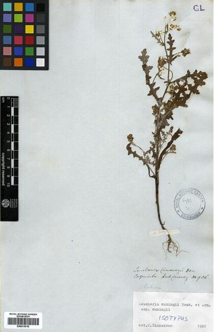 Leucheria cumingii [Espécimen: ]