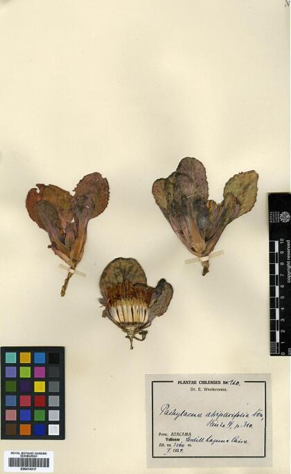 Pachylaena atriplicifolia [Espécimen: ]