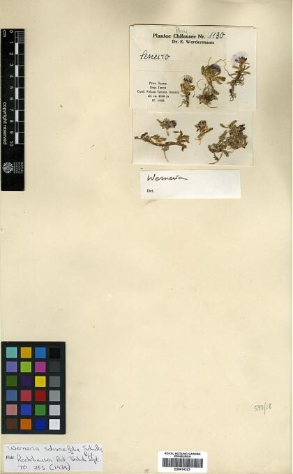 Senecio solivifolius [Espécimen: ]