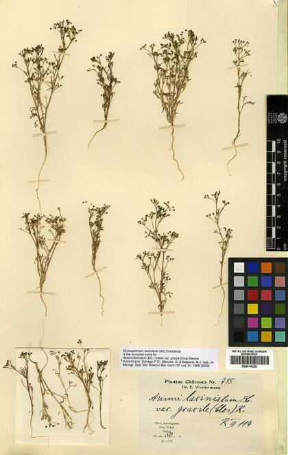 Cyclospermum laciniatum [Espécimen: ]
